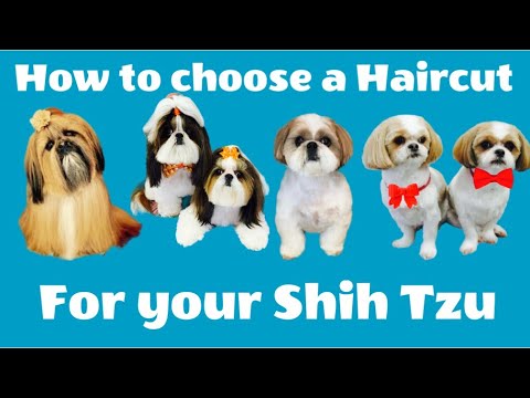 Shih Tzu haircuts. Puppy cuts, Teddy Bear Trims, Freestyle Fusion, whatever you call it, it's here.