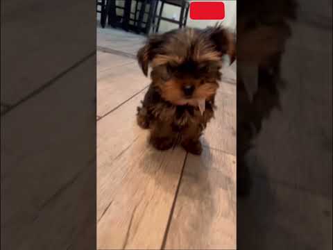 Cute yorkie #viral #trending #dog #puppy #trendingshorts #yorkie #puppies #cutedog #teacupyorkie