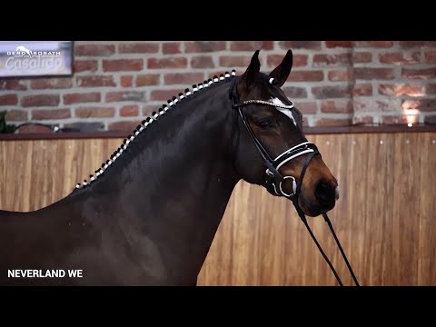 Neverland WE *2016 von FS Numero Uno x Champus K | Sosath Hengstschau 2023