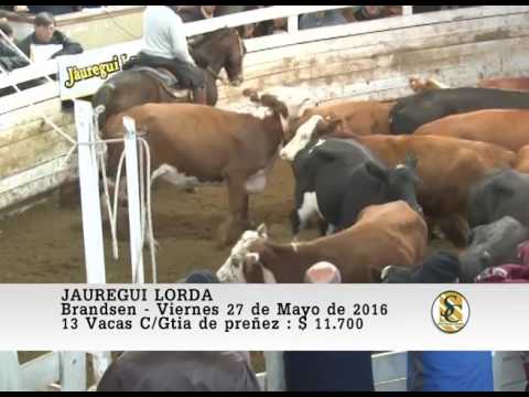 27-05-16 Venta de Vientres - Jauregui Lorda - Brandsen.