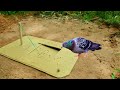 Best Unique Underground Bird Trap - Create Underground Pigeon Trap Using Cardboard Box
