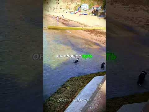 🐶💦 Он думал, что мяч потерян… но Майло доказал обратное!