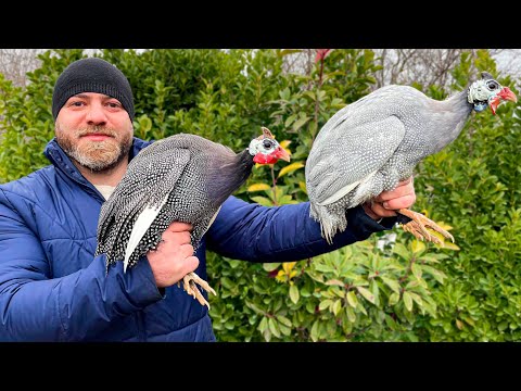 , title : 'I went to the Bird Market for Beautiful Guinea Fowl to Cook them in a wood-burning oven'