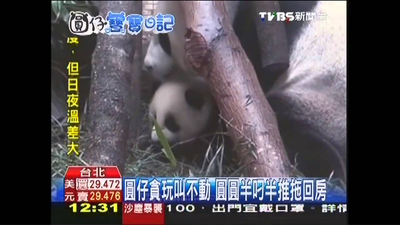 圓仔貪玩叫不動 圓圓半叼半推拖回房