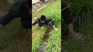 Download lagu milik timana Jol di susukan loba lauk kieui #fypシ゚viral #fishing mp3