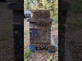 When Beekeeping Goes Wrong!