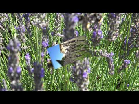 @ionbogdanstefanescu  Rimsky Korsakov - Flight of the Bumblebee