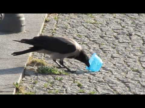 Nebelkrähen, Hooded crows (Corvus cornix in Berlin)