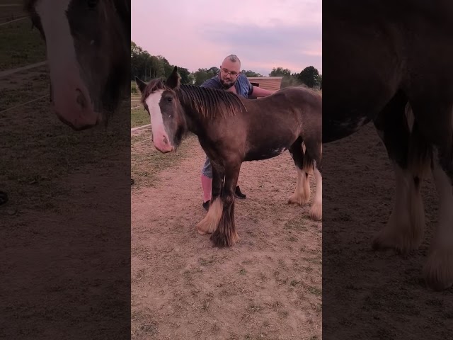 Veulen (ml) Gypsy Cob Te koop 2025 Bruin / Bai ,  Cillbarra Master Of Poppets