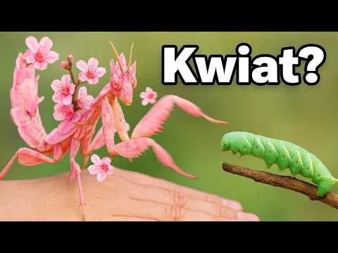 Ten Owad Udaje Kwiat, By Polować...