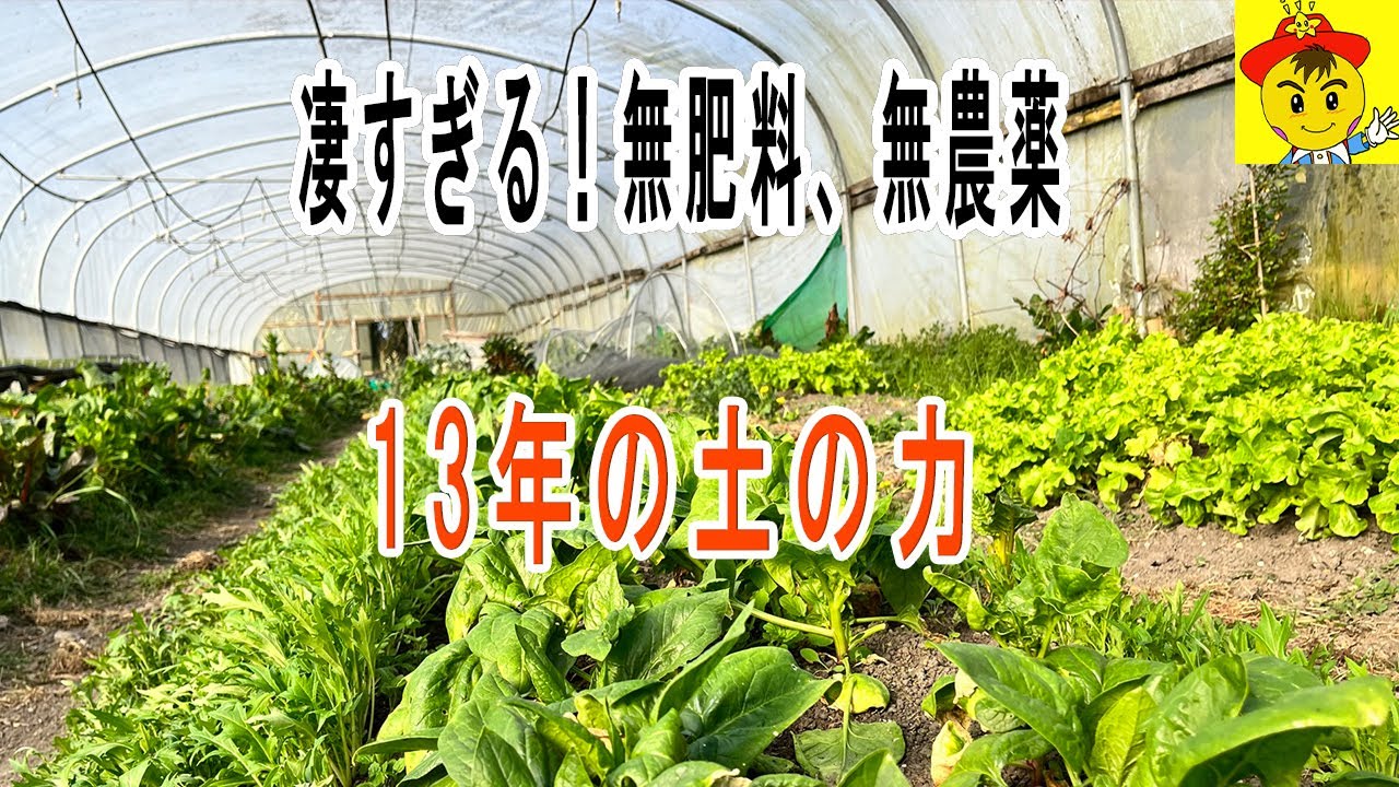 無肥料・無農薬で育つ野菜たち|イギリスのハウスに見る土の力と自然栽培の実際