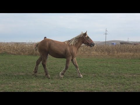 Manza 1 an si 2 luni, Sermigreu romanesc incrucisat cu Comtois, 11 oct 2017