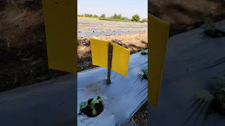 Download lagu Sticky traps for fruit flies | Watermelon farming | #shorts #farmer #nature #watermelon #agriculture mp3