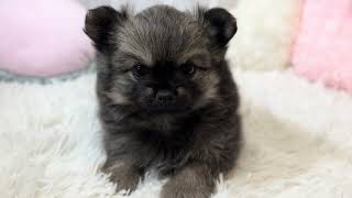 ハーフ犬の動画01