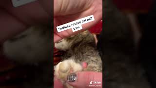 Sedated rescue cat nail trim. Kitty is okay!    #vettech  #vettechlife