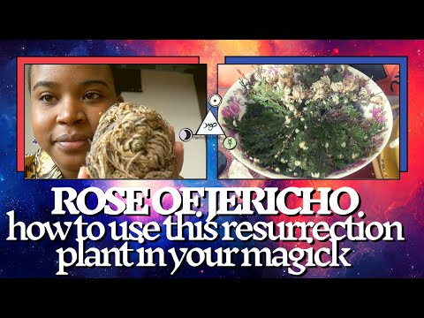 The Rose of Jericho -  A Resurrection Plant and Magick