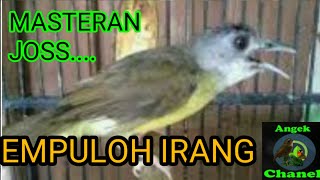 Download lagu SUARA BURUNG EMPULOH IRANG mp3