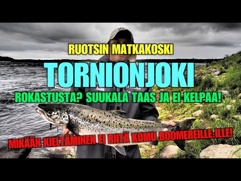 TORNIONJOKI MATKAKOSKI - Putkiperhon Perusrokastusta? ( Suukala JA EI SILTI kelpaa valittajille?!? )