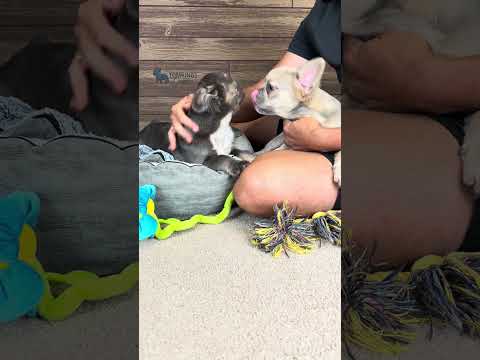 Video 5