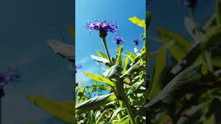 Download lagu Flowers Blue Sky | No copyright Nature Background video 4K mp3 Download lagu Flowers Blue Sky | No copyright Nature Background video 4K mp3