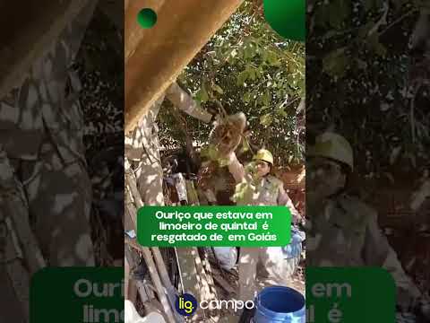 Ouriço é resgatado de limoeiro em Goiás – 04/09/2026 – Lig News