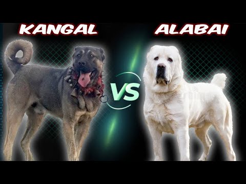 Kangal VS Alabai - Comparison
