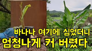식물을 버렸더니 놀라운 일이 있어났어요(자막 기능 켜면 자막이 나옵니다)