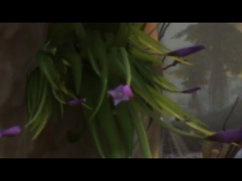 Siren's pollen farming route