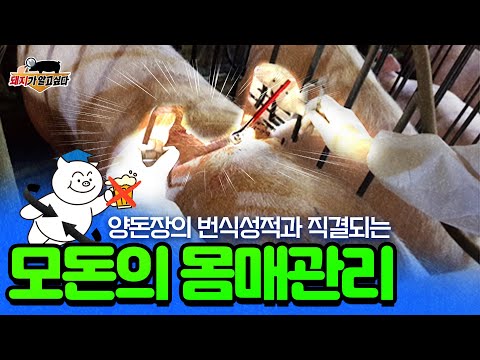 , title : '모돈의 몸매가 곧 번식성적이다! | 5강 | 신베트 동물병원 신현덕 원장'