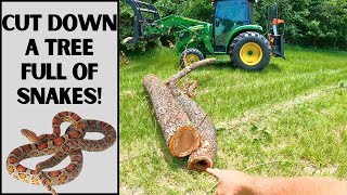 Cut Down A Tree Full Of SNAKES!