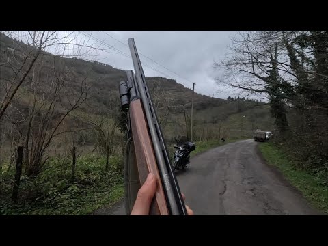 VILUVIISYN TAKOITUS #metsästys #villisika #syllypahkan perintö