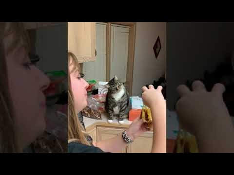 Cat Fascinated by Grilled Cheese Sandwich || ViralHog