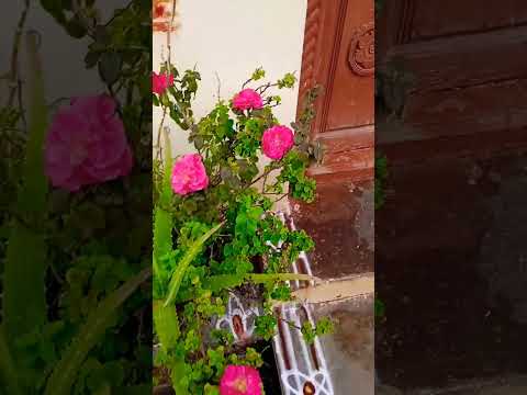 daily wear 🌷🌷today traditional design poo kolam 🌷🌷# shorts #