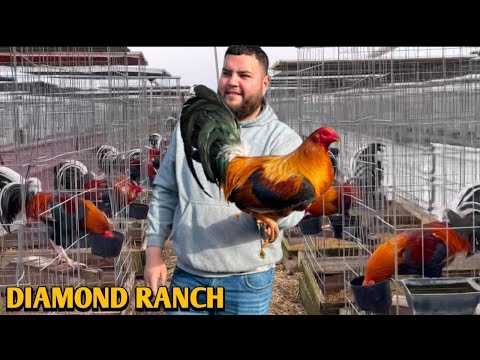 Sweater Leiper Yellow leg hatch - DIAMOND RANCH