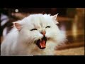 Stuart Little 2 2002 Nickelodeon The Wild Thornberrys Movie 2002 Theatrical Trailer 2