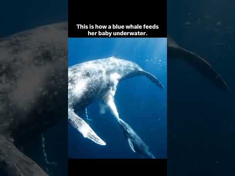 കുഞ്ഞിന് പാൽ കൊടുക്കുന്ന തിമിംഗലം