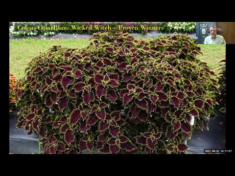 2021 Exciting Plants Coming Down the Pipeline