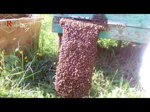 Один из способов найти роевую матку на пасеке