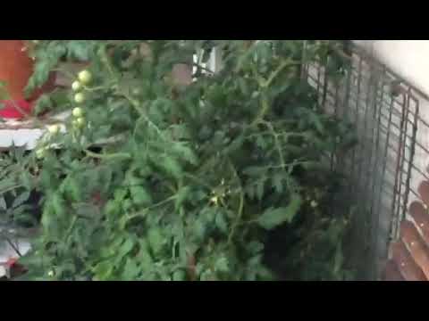 Sommarens skyfall över Apelgatan, Uppsala