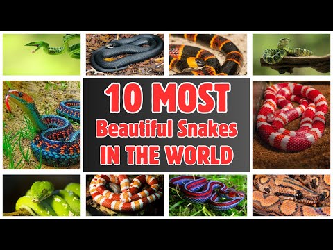 10 Most Beautiful Snakes in the World 🐍 | Stunning & Colorful Snake Species