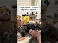 Cavapoo dogs for sale: Blue Merle toy cavapoo - Video 2