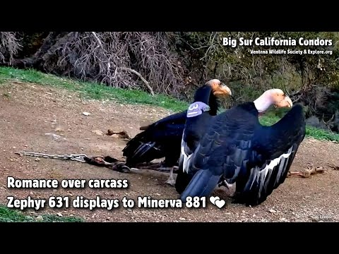 Big Sur Condors🐦Romance Over Carcass... Zephyr 631 Displays to Minerva 881💕Explore.org 2022-12-28