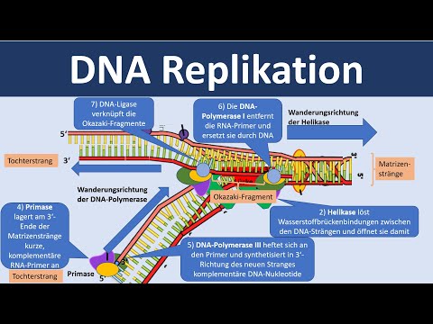 DNA replication / duplication of DNA [Biology, advanced level]
