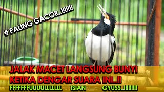 Download lagu MENGATASI JALAK SUREN MACET BUNYI DENGAN SUARA INI !! mp3 Download lagu MENGATASI JALAK SUREN MACET BUNYI DENGAN SUARA INI !! mp3