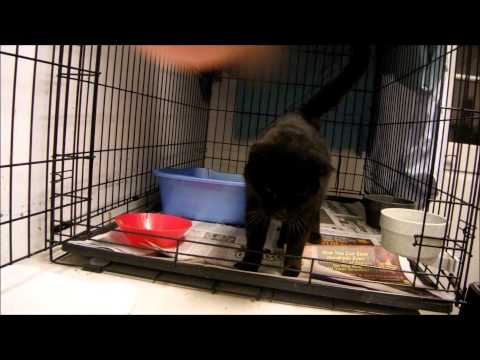 Artie first ever crate trained cat