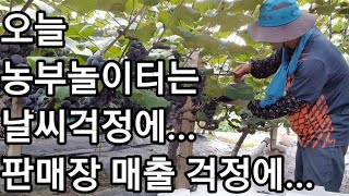 포도는 힘들어~ 비날씨는 밉고 코로나19도 밉다. grape harvest