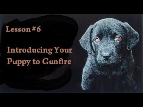 Lesson #6 - Introduce Your Labrador Retriever Puppy to Gunfire - Gun Dog Training