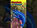 Chameleons Are Poisonous Animals Girgit Ytshorts Shorts Chameleon Wildlife Discovery