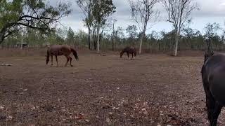 Lyle having a roll after the rain