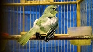 Download lagu Sirtu Gacor dengan Variasi siulan terbaik//Sirtu gacor memangil lawan. mp3 Download lagu Sirtu Gacor dengan Variasi siulan terbaik//Sirtu gacor memangil lawan. mp3